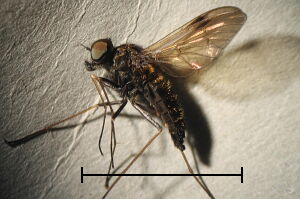 Chrysopilus cristatus