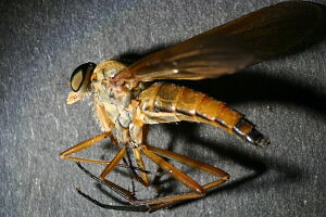 Rhagio tringarius
