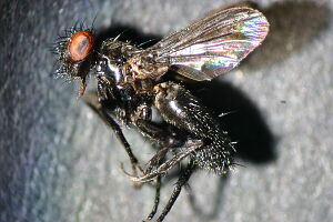 Rhinophoridae