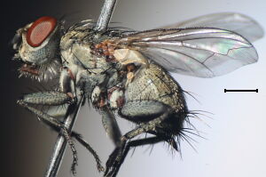 Blaesoxipha laticornis