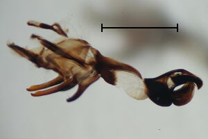 Sarcophaga carnaria