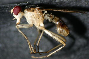 Cordilura albipes