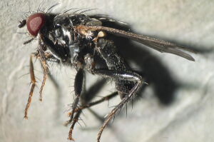 Cordilura impudica