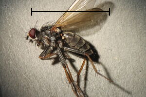 Cordilura pudica