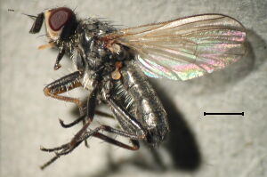 Nanna tibiella