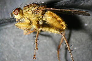 Scathophaga stercoraria