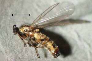 Apiloscatopse picea