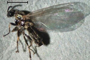 Apiloscatopse scutellata
