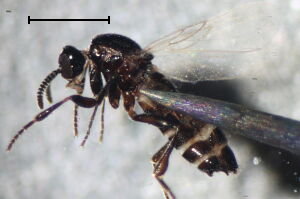 Ectaetia clavipes