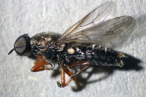 Scenopinus fenestralis