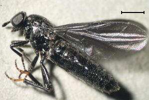 Scenopinus niger