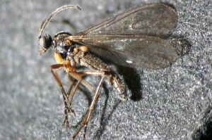 Sciaridae