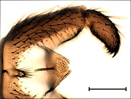 Bradysia vagans