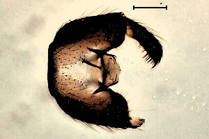 Bradysiopsis vittata