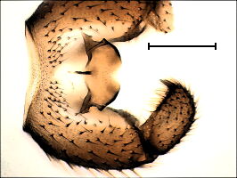 Claustropyga abblanda