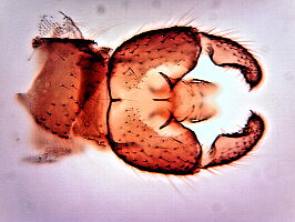 Dichopygina ramosa