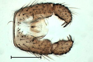 Epidapus absconditus