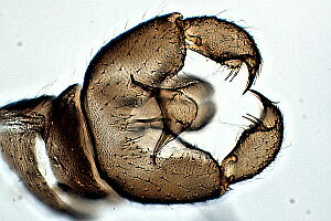 Hemineurina inflata