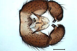 Prosciara ungulata