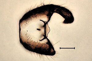 Pseudolycoriella #a