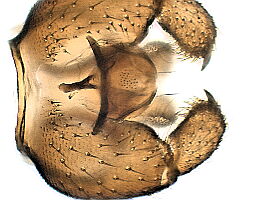 Scatopsciara