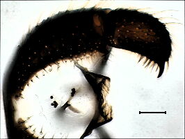 Scatopsciara fluviatilis