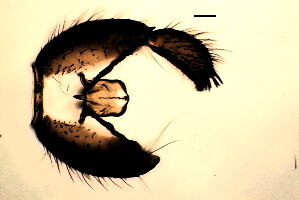 Sciara flavimana