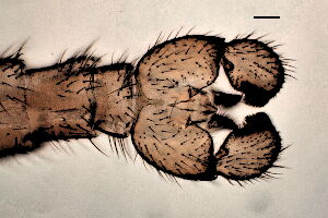 Sciara helvola