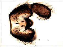 Trichosia caudata