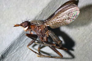Coremacera marginata