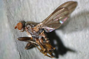 Pherbellia annulipes