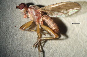 Pherbellia dubia