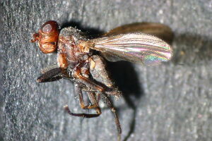 Pherbellia griseola