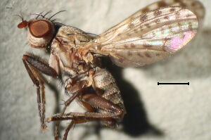 Pherbellia schoenherri