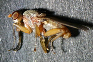 Pherbellia scutellaris