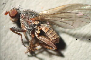 Pherbellia ventralis