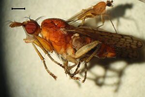 Pherbina intermedia