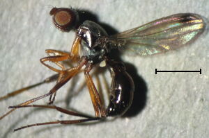 Sepsidae