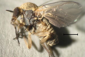 Prosimulium tomosvaryi