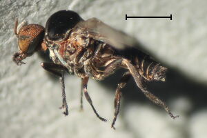 Simulium angustitarse