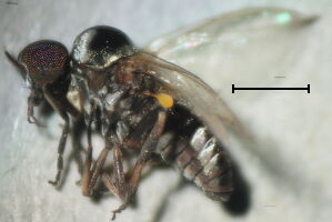 Simulium argyreatum