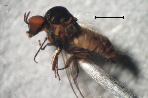 Simulium aureum