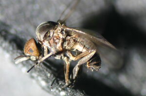 Simulium cryophilum