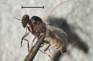 Simulium erythrocephalum