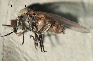 Simulium fucense