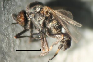 Simulium lineatum