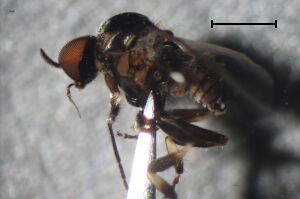 Simulium trifasciatum