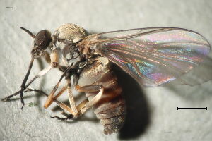 Simulium variegatum