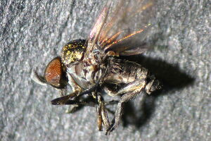 Simulium velutinum
