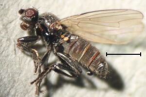 Borborillus uncinatus